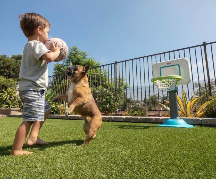 A young boy holds a basketball while a small brown dog jumps up excitedly on an AZ Turf and Pavers grassy yard near a toy basketball hoop, with plants and a metal fence in the background under a clear sky.